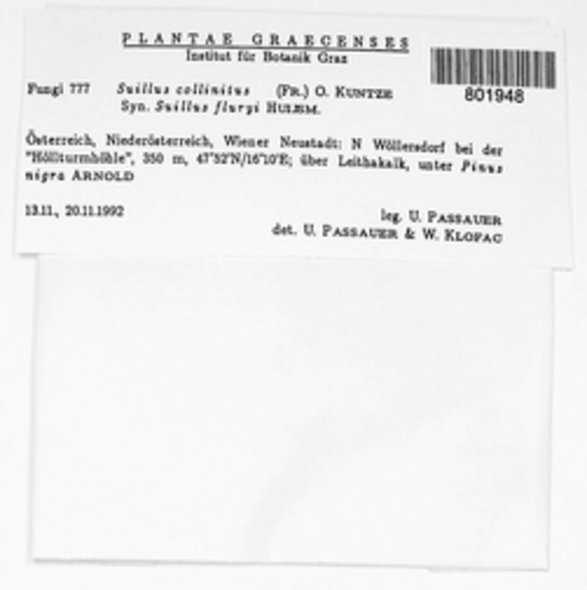 Suillus collinitus image